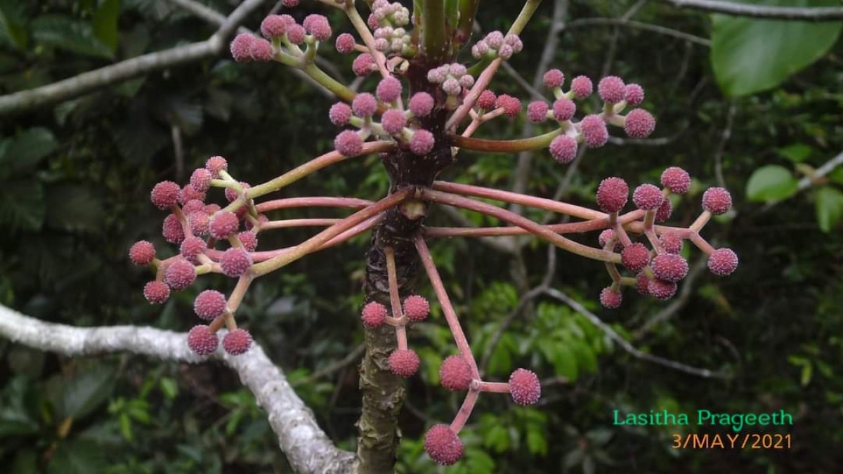 Debregeasia wallichiana subsp. ceylanica (Hook.f.) Wilmot-Dear